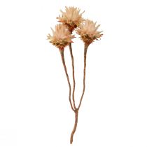 Artikel Leucospermum Plumosum Silberbaum Dekoblumen Trockenblumen 25 St