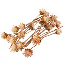 Artikel Leucospermum Plumosum Silberbaum Dekoblumen Trockenblumen 25 St