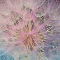 Artikel Pusteblume Trockenblume Wiesenbocksbart 12cm Stabilisiert Innenbereich 4 Stück