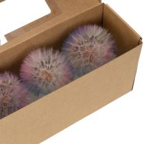 Artikel Pusteblume Trockenblume Wiesenbocksbart 12cm Stabilisiert Innenbereich 4 Stück