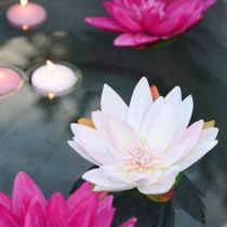 Artikel Schwimmende Seerosen künstlich Tischdeko Wasserdeko Weiß Rosa Ø15cm 2St