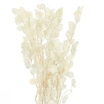 Artikel Konservierte Mondviole Lunaria, Silberblatt, L70cm, Deko-Set 20g