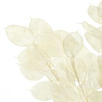 Artikel Konservierte Mondviole Lunaria, Silberblatt, L70cm, Deko-Set 20g