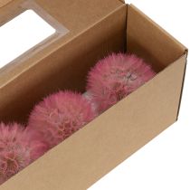 Artikel Trockenblumen Wiesenbocksbart Deko-Kugel 12 cm Innenraumgestaltung 4er-Set