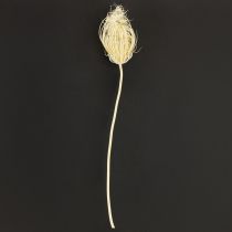 Artikel Trockenblumen Creme Fenchel Gebleicht 45cm Bund 10 St