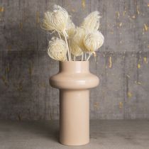 Artikel Trockenblumen Creme Fenchel Gebleicht 45cm Bund 10 St