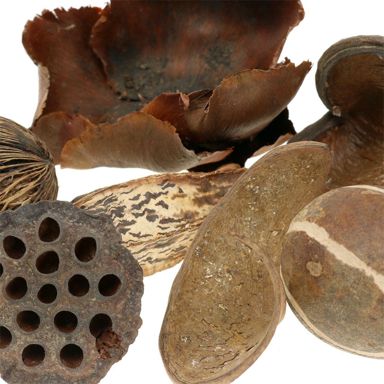 Exoten Sortiment Trockenblumen – Naturfarbenes Deko-Bündel Mit Curly, Bellcup, Badam & Spirale
