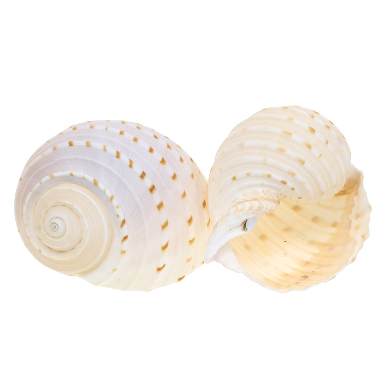 DekoMuschel Schnecke Tonna tessellata Natur 1013cm 4St