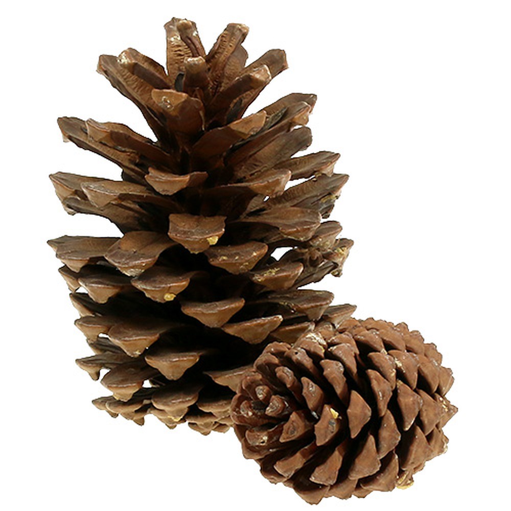 Floristik21.de Kiefernzapfen groß Mix 14kg57233