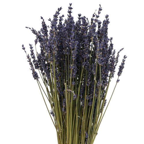 Floristik21 Getrockneter Lavendel Bund, Trockenblume Lavendel Blau 38–40cm 90g