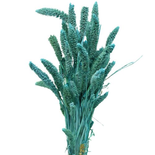 Floristik21 Trockenblumen, Setaria Pumila, Borstenhirse Blau 65cm 200g