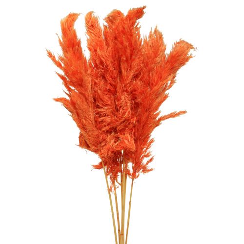 Floristik21 Pampasgras Deko getrocknet Orange Trockenfloristik 72cm 6 St
