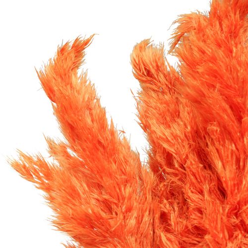 Floristik21 Pampasgras Deko getrocknet Orange Trockenfloristik 72cm 6 St