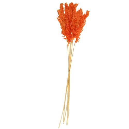Floristik21 Pampasgras Deko getrocknet Orange Trockenfloristik 72cm 6 St