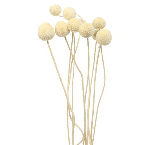 Trockenblumen Craspedia getrocknet, Trommelstöckchen gebleicht 60cm 10St