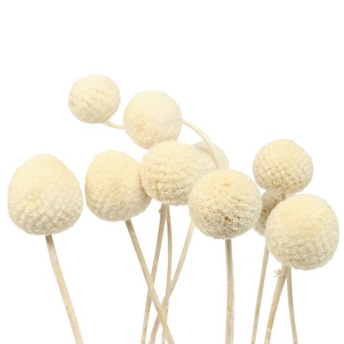 Trockenblumen Craspedia getrocknet, Trommelstöckchen gebleicht 60cm 10St