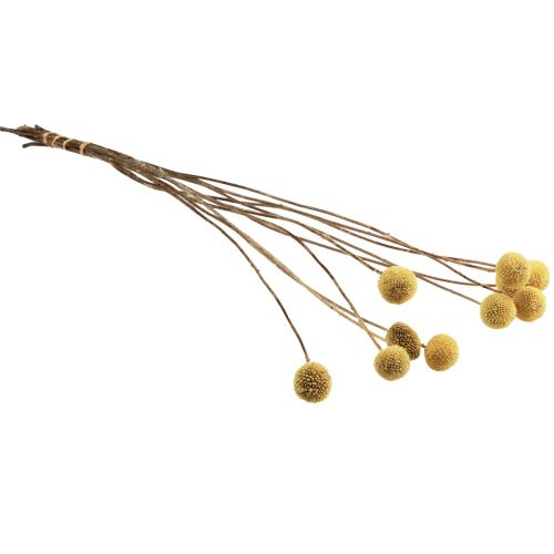 Artikel Craspedia Trockenblumen Trommelstöckchen Gelb 70cm 10 St