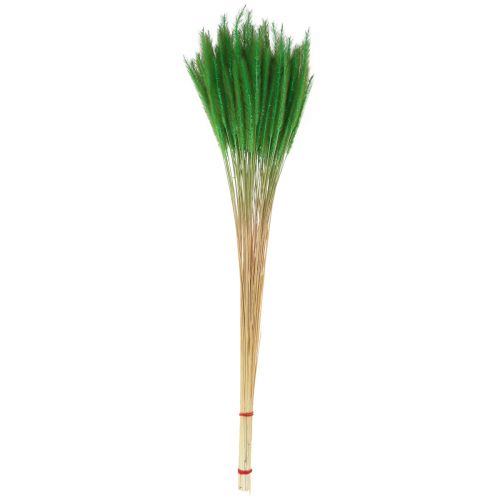 Artikel Grüne Borstenhirse Setaria viridis Trockengras 52cm 28g