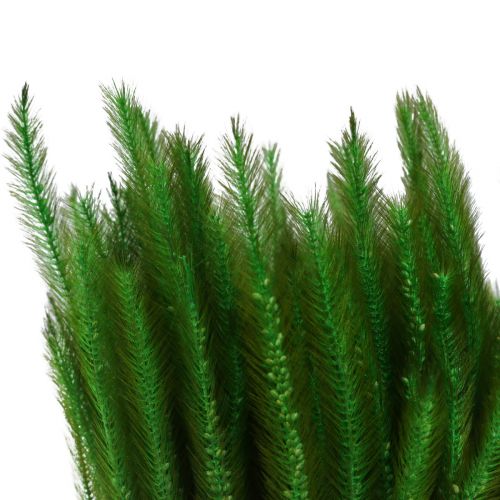 Artikel Grüne Borstenhirse Setaria viridis Trockengras 52cm 28g