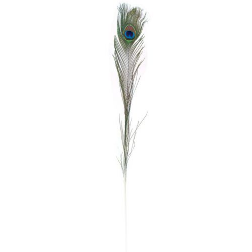 Floristik21 Pfauenfeder Deko Federn zum Basteln Vogelfedern H78cm 10St