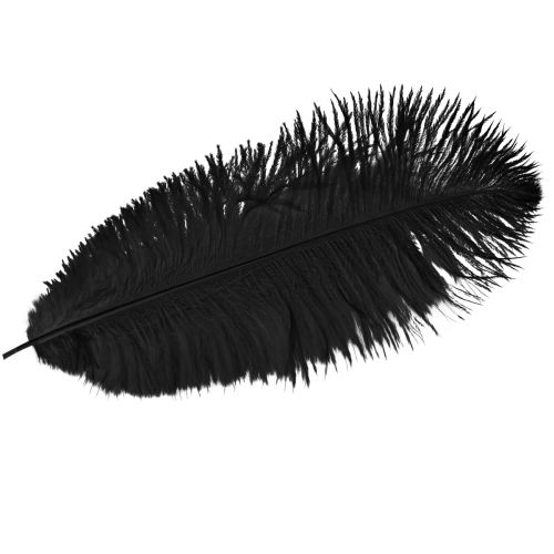 Floristik21 Straußenfedern Deko Schwarze Federn 32-35cm 4 St
