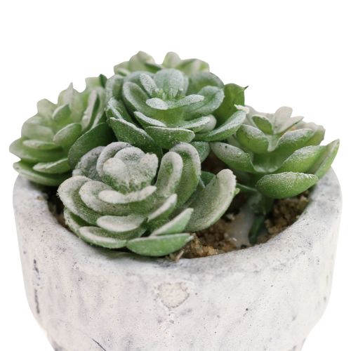 Floristik21 Künstliche Sukkulenten im Topf Kunstpflanzen Grün Ø4cm 12St