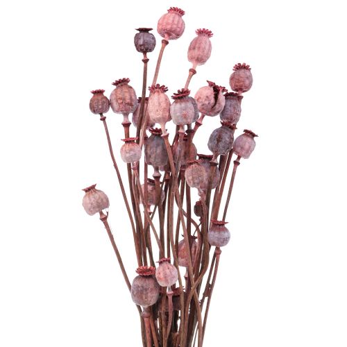 Floristik21 Trockenblumen Getrocknete Mohnkapseln Deko Rot 80g