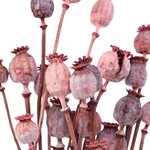 Floristik21 Trockenblumen Getrocknete Mohnkapseln Deko Rot 80g
