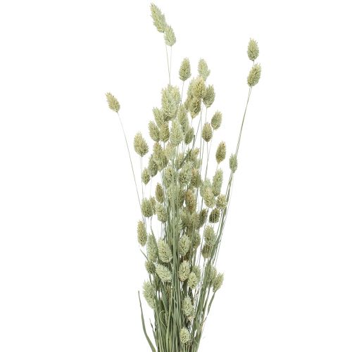 Floristik21 Trockengräser Phalaris getrocknet Trockenfloristik Natur 55cm 80g