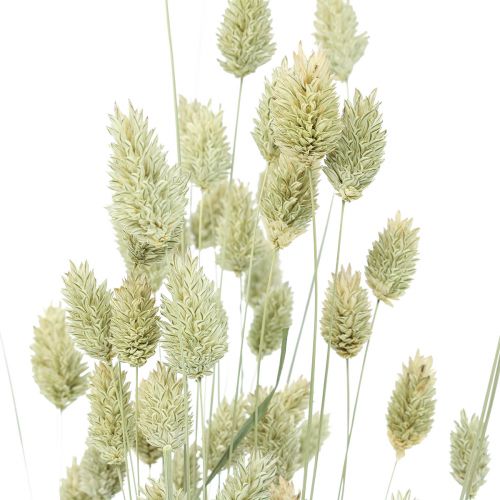 Floristik21 Trockengräser Phalaris getrocknet Trockenfloristik Natur 55cm 80g