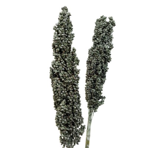 Artikel Trockenblumen Sorghum Hirse Blaugrün Trockenfloristik 72cm 3 St