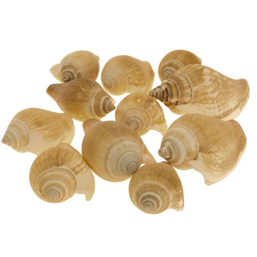 Floristik21 Schneckenhäuser Deko Seeschnecke Braun Weiß 3,5-5cm 250g