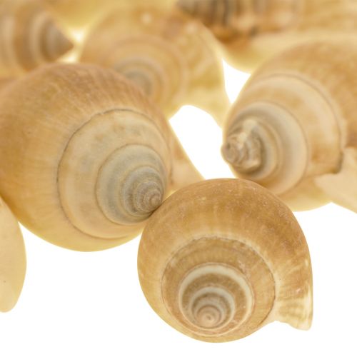 Floristik21 Schneckenhäuser Deko Seeschnecke Braun Weiß 3,5-5cm 250g