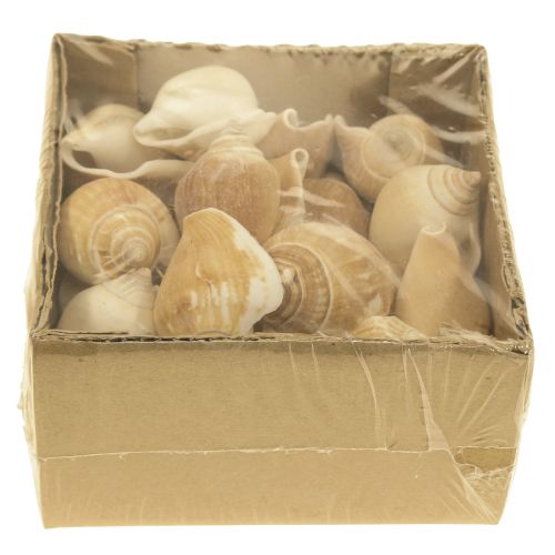 Floristik21 Schneckenhäuser Deko Seeschnecke Braun Weiß 3,5-5cm 250g