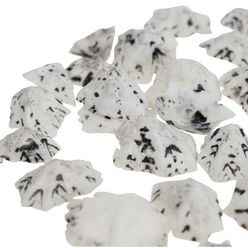 Floristik21 Muschel Deko Muscheln Weiß Schwarz Klein 1-2,5cm 250g