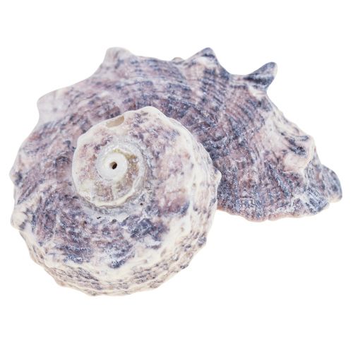 Floristik21 Schneckenhäuser Deko Meeresschnecken Lila Weiß 3-6cm 250g