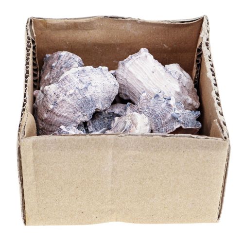 Floristik21 Schneckenhäuser Deko Meeresschnecken Lila Weiß 3-6cm 250g