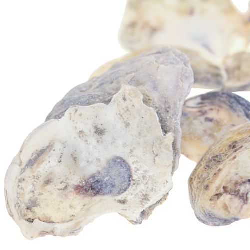 Floristik21 Austernschalen Deko Muscheln Dekoration Natur 2-6cm 250g