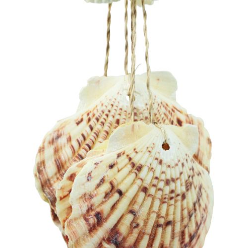 Floristik21 Maritime Hängedeko Muscheln Maritimes Windspiel 74cm