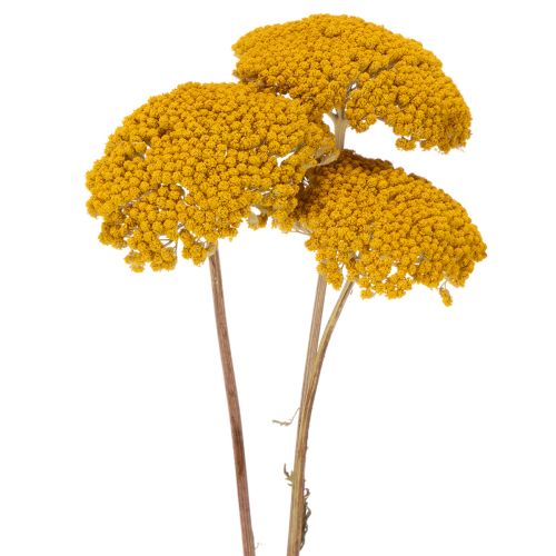Achillea Trockenblumen Gelb,