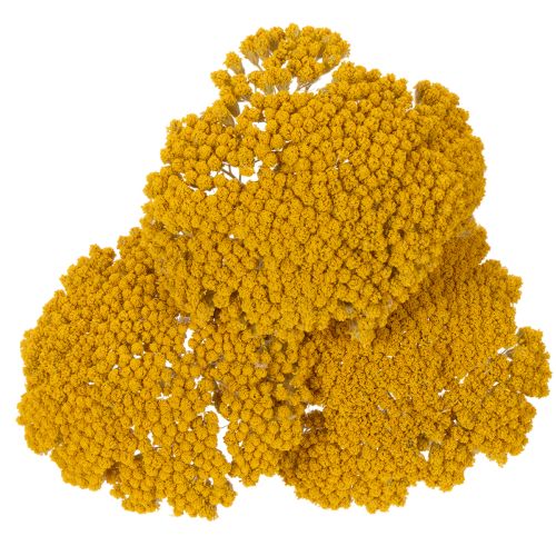 Achillea Trockenblumen Gelb,