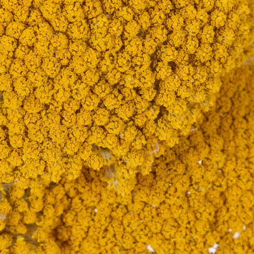 Achillea Trockenblumen Gelb,
