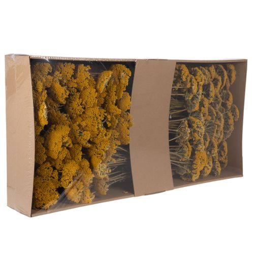 Achillea Trockenblumen Gelb,