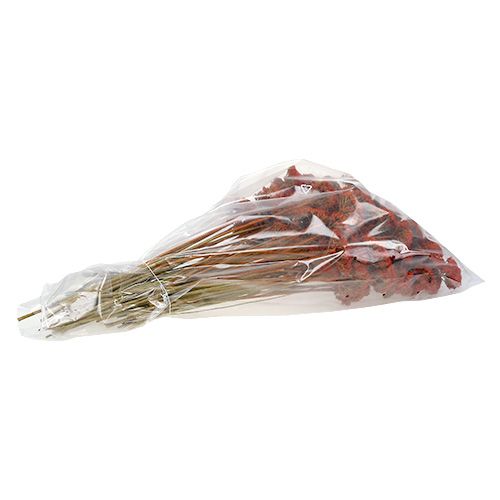 Artikel Achillea Orange Trockenblumen Schafgarbe 45-60cm 1kg