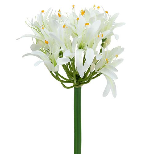Floristik21 Agapanthus Weiß 78cm 1St
