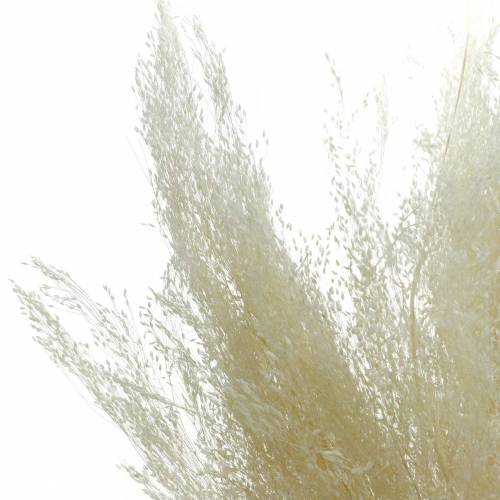 Floristik21 Trockengras Agrostis gebleicht 40g