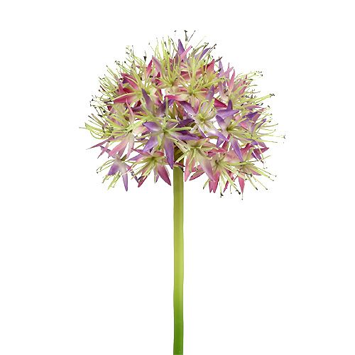 Floristik21 Allium Hellviolett L76cm