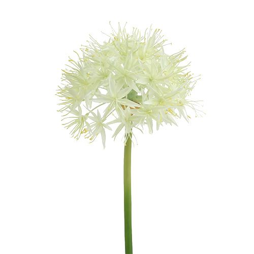 Floristik21 Allium Cremeweiß L76cm