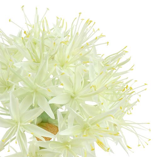 Artikel Allium Cremeweiß L76cm