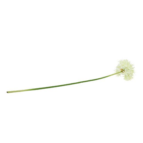 Floristik21 Allium Cremeweiß L76cm